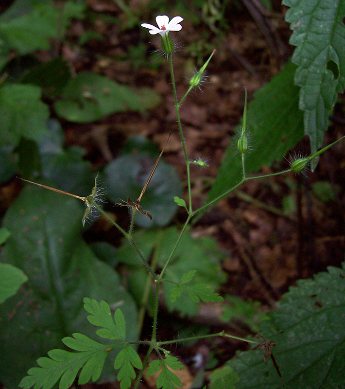 Image of Geranium robertianum specimen.