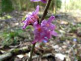 Daphne mezereum