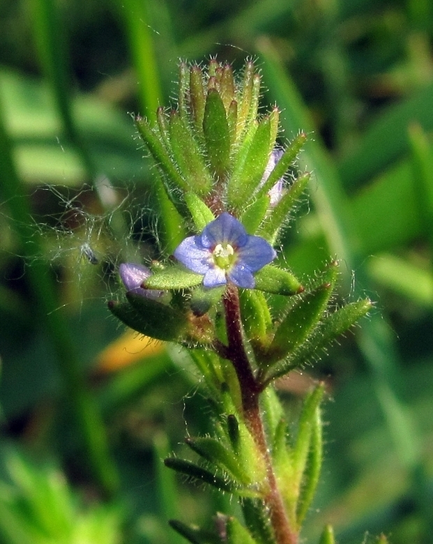 Image of Veronica verna specimen.