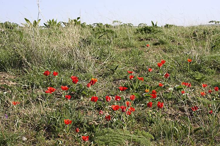 Image of Tulipa greigii specimen.