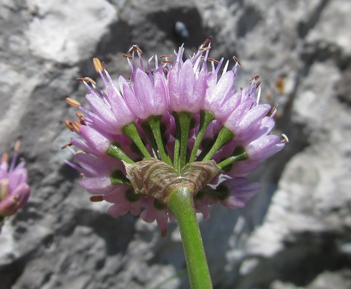 Image of Allium lusitanicum specimen.