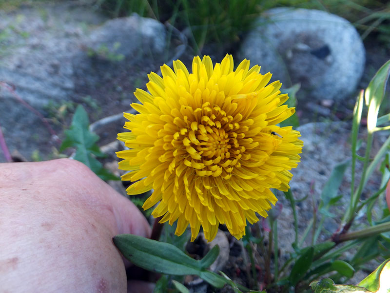 Изображение особи род Taraxacum.