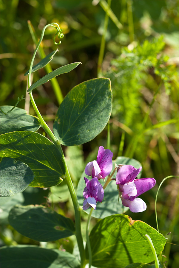 Изображение особи Lathyrus japonicus ssp. maritimus.