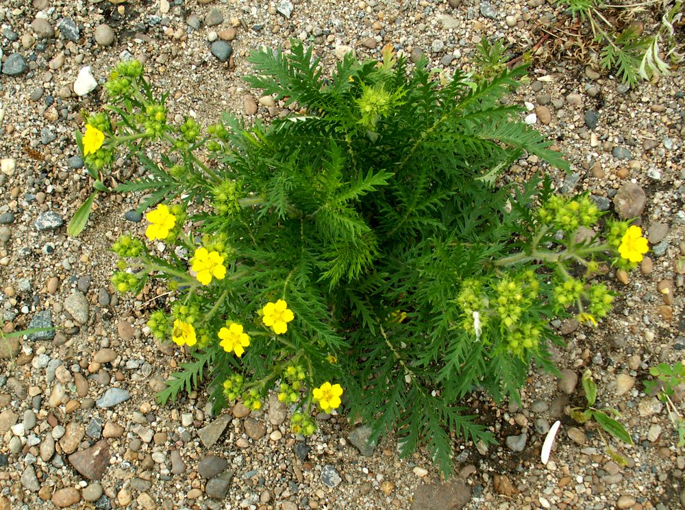 Image of Potentilla conferta specimen.