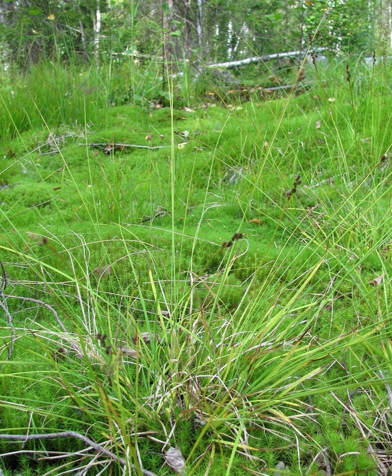 Image of Carex brunnescens specimen.