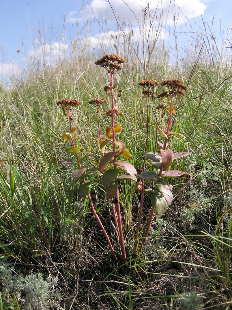 Image of Hylotelephium stepposum specimen.