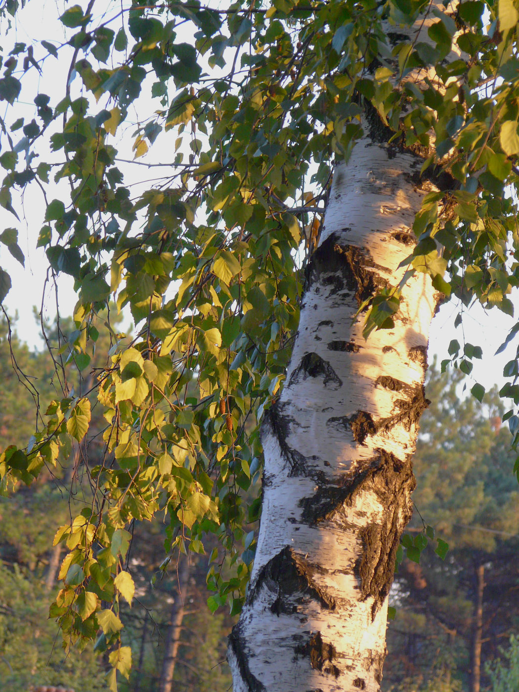 Image of Betula pendula specimen.