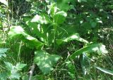 Inula helenium. Вегетирующее растение. Украина, г. Запорожье, балка между Космическим мкрн. и Опытной станцией, под деревьями, возле воды. 15.06.2010.