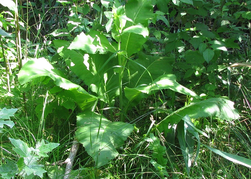 Изображение особи Inula helenium.