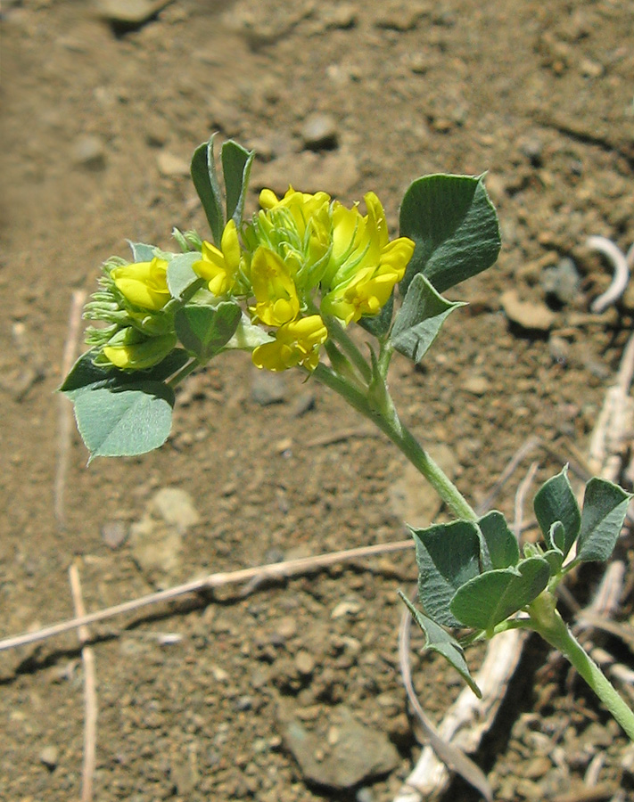 Image of Melilotoides cretacea specimen.