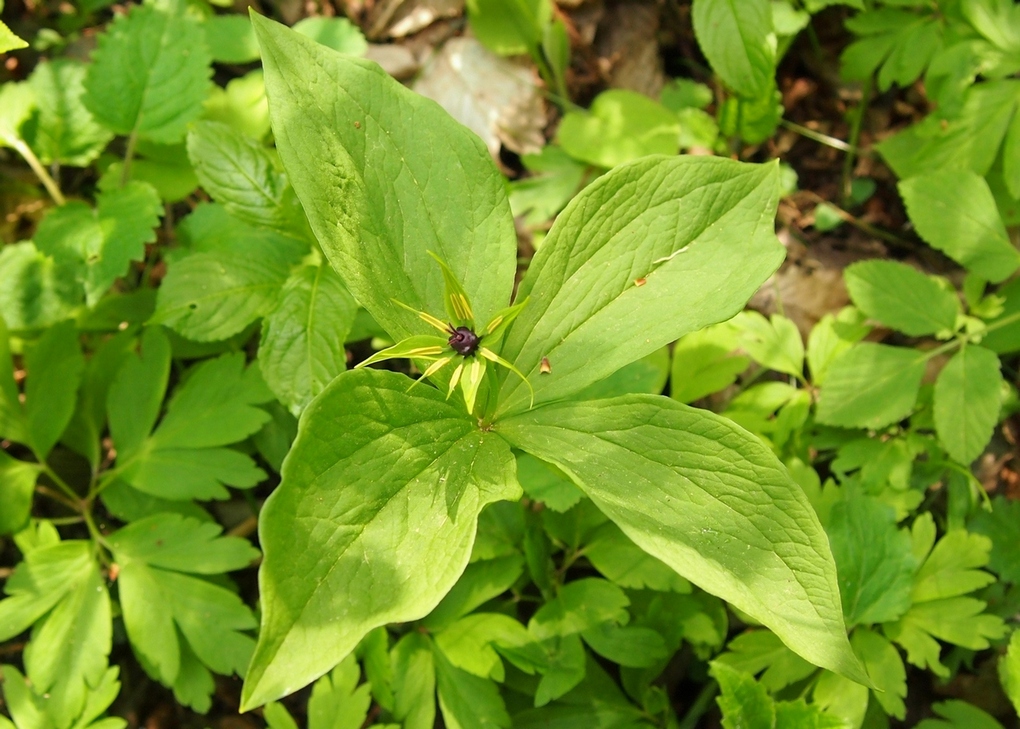 Image of Paris quadrifolia specimen.