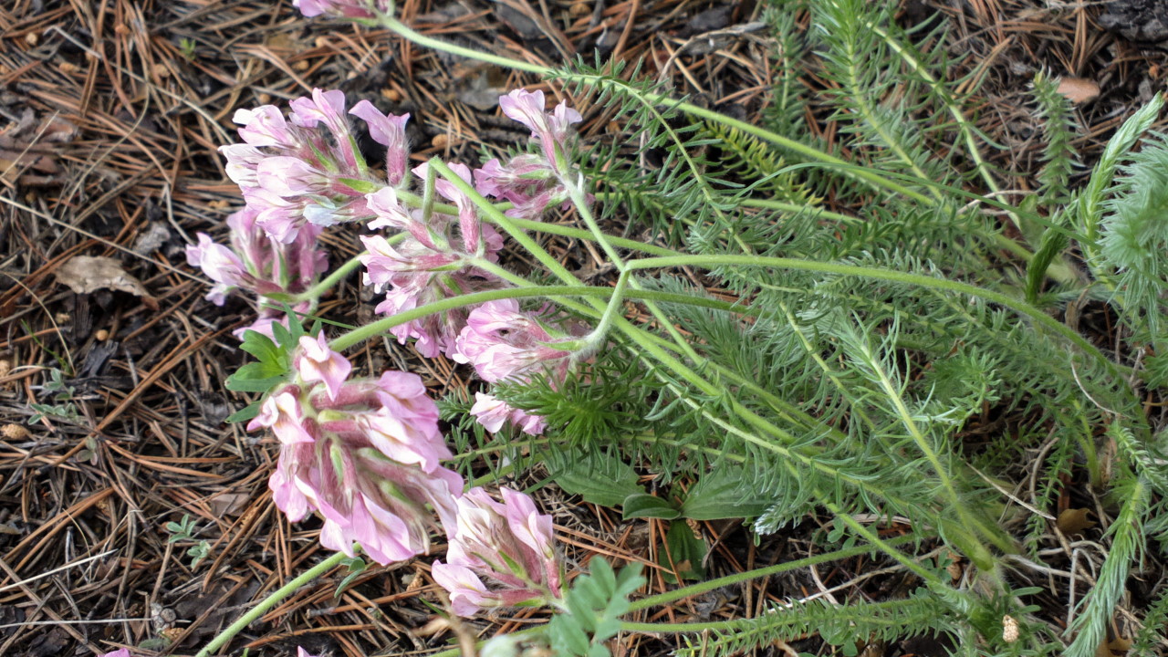 Image of Oxytropis myriophylla specimen.