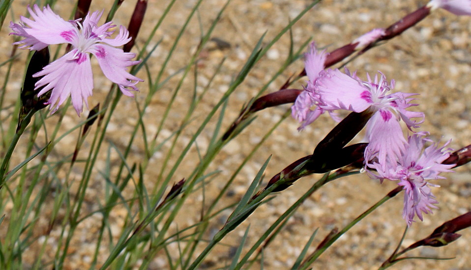 Изображение особи род Dianthus.