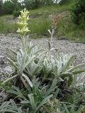 Sideritis euxina. Верхушки растений с соцветием и соплодием. Краснодарский край, Новороссийский р-н, окр. пос. Абрау-Дюрсо, можжевеловое редколесье. 14.07.2013.