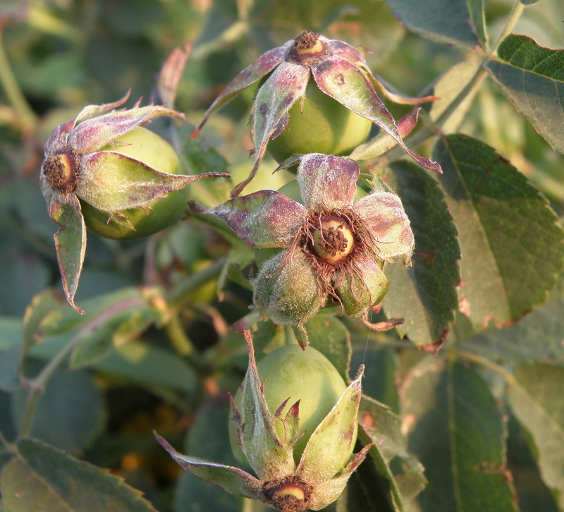 Image of Rosa corymbifera specimen.