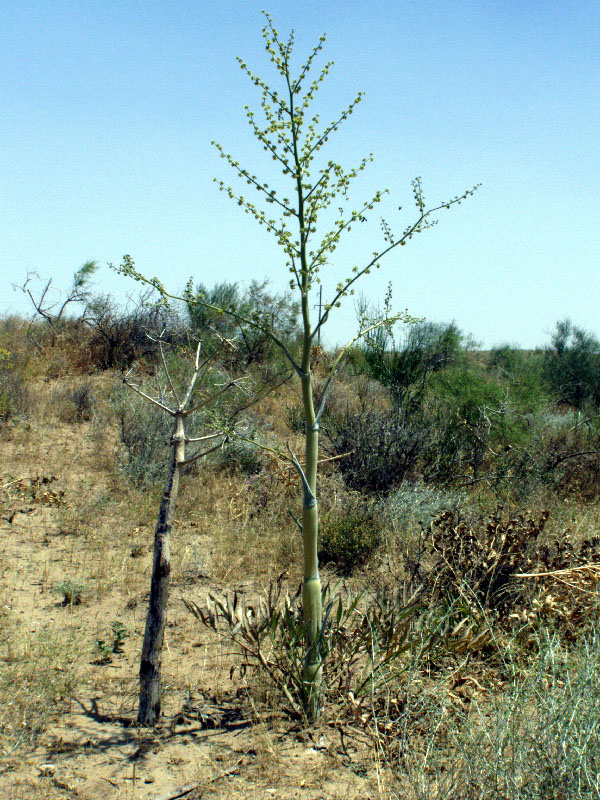 Image of Dorema sabulosum specimen.