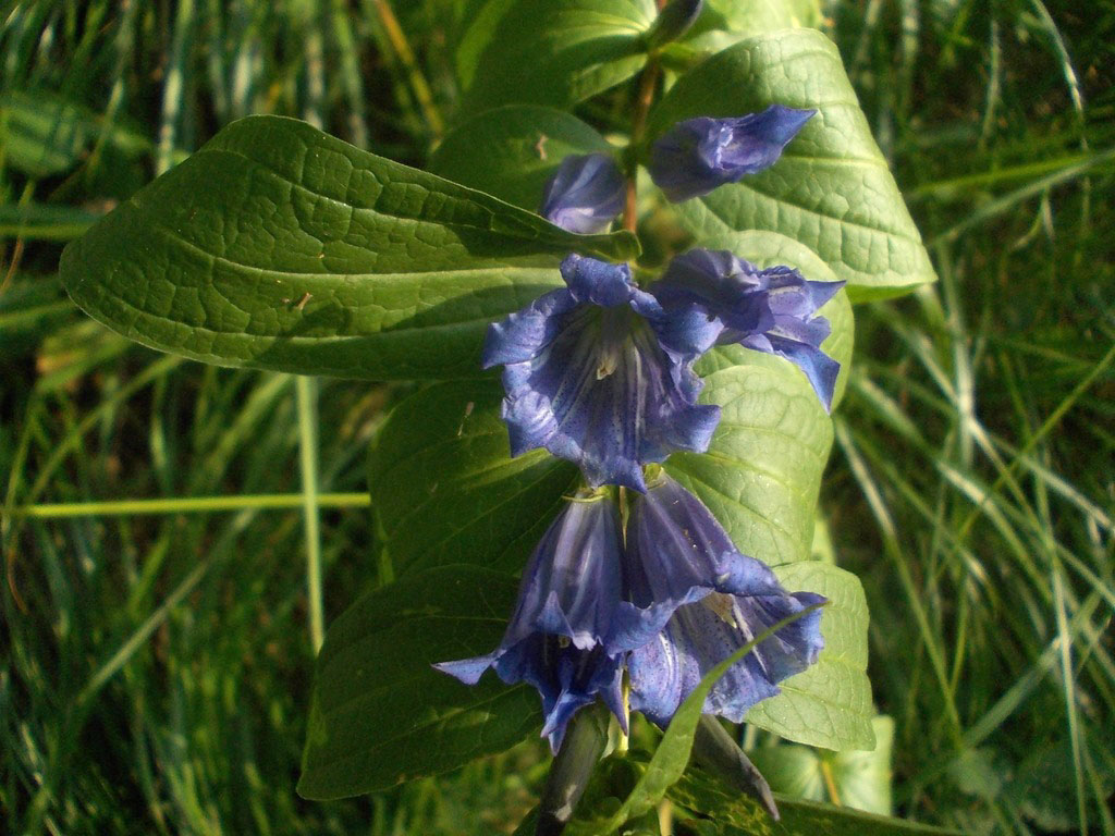 Изображение особи Gentiana asclepiadea.