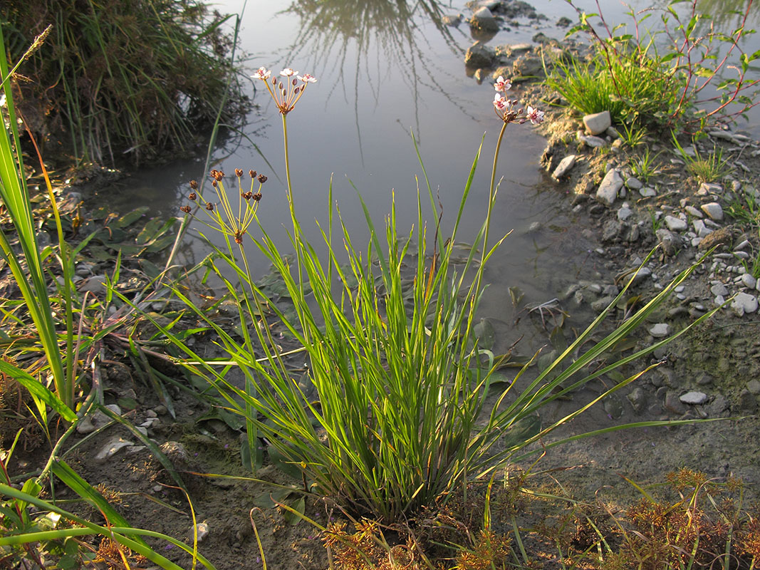 Image of Butomus umbellatus specimen.