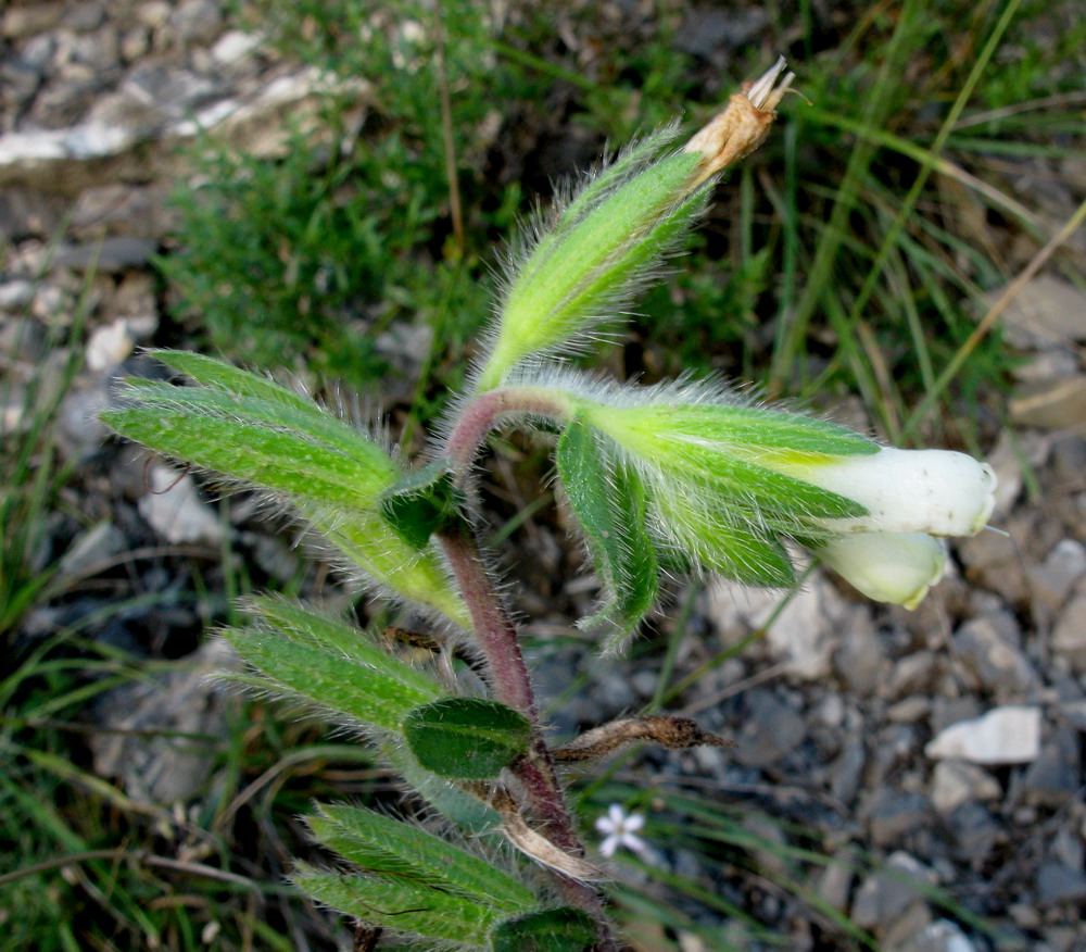 Image of Onosma gmelinii specimen.