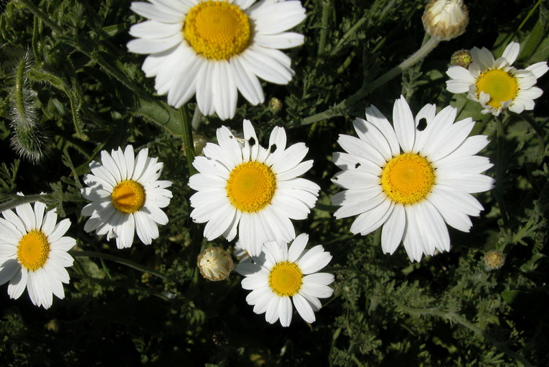 Image of Anthemis ruthenica specimen.