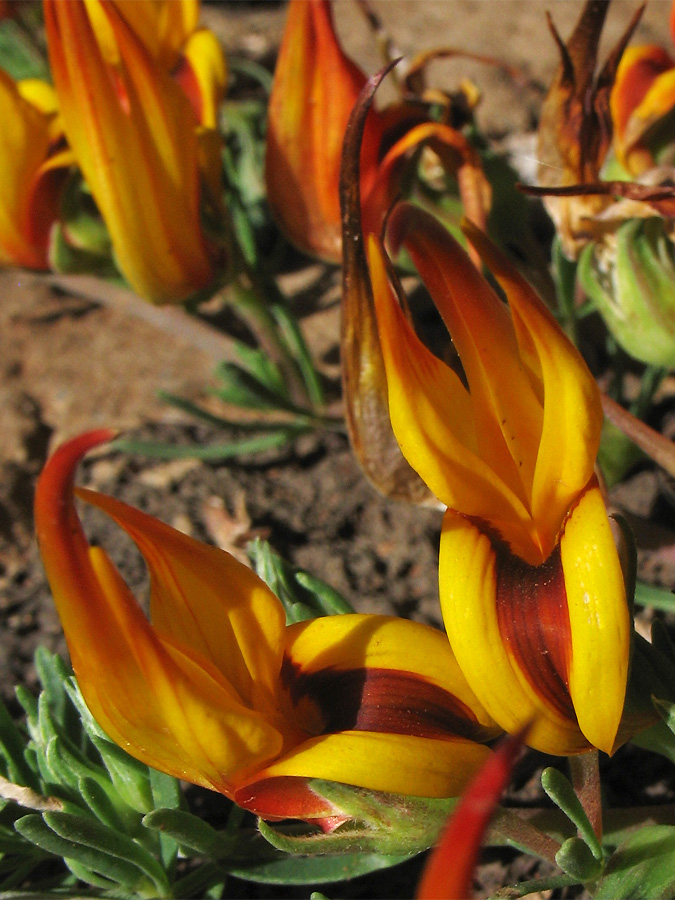 Image of Lotus maculatus specimen.