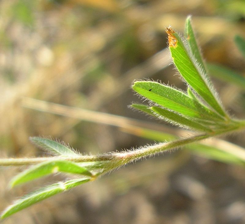 Image of Trifolium arvense specimen.