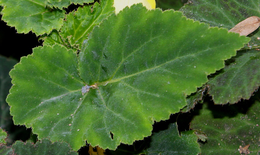 Изображение особи Begonia &times; tuberhybrida.