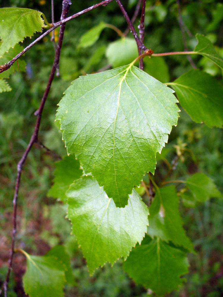 Image of Betula pendula var. carelica specimen.