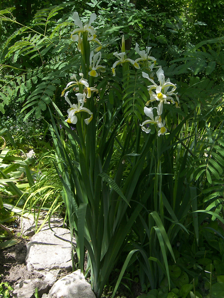 Image of Iris orientalis specimen.