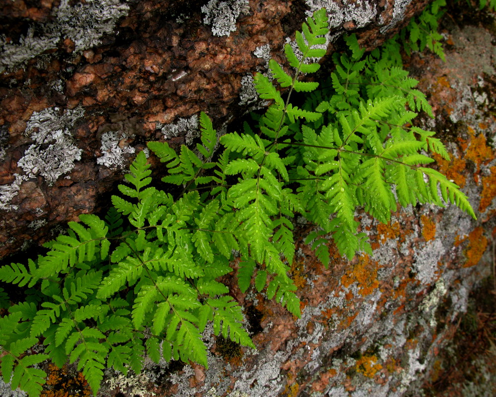 Изображение особи Gymnocarpium continentale.