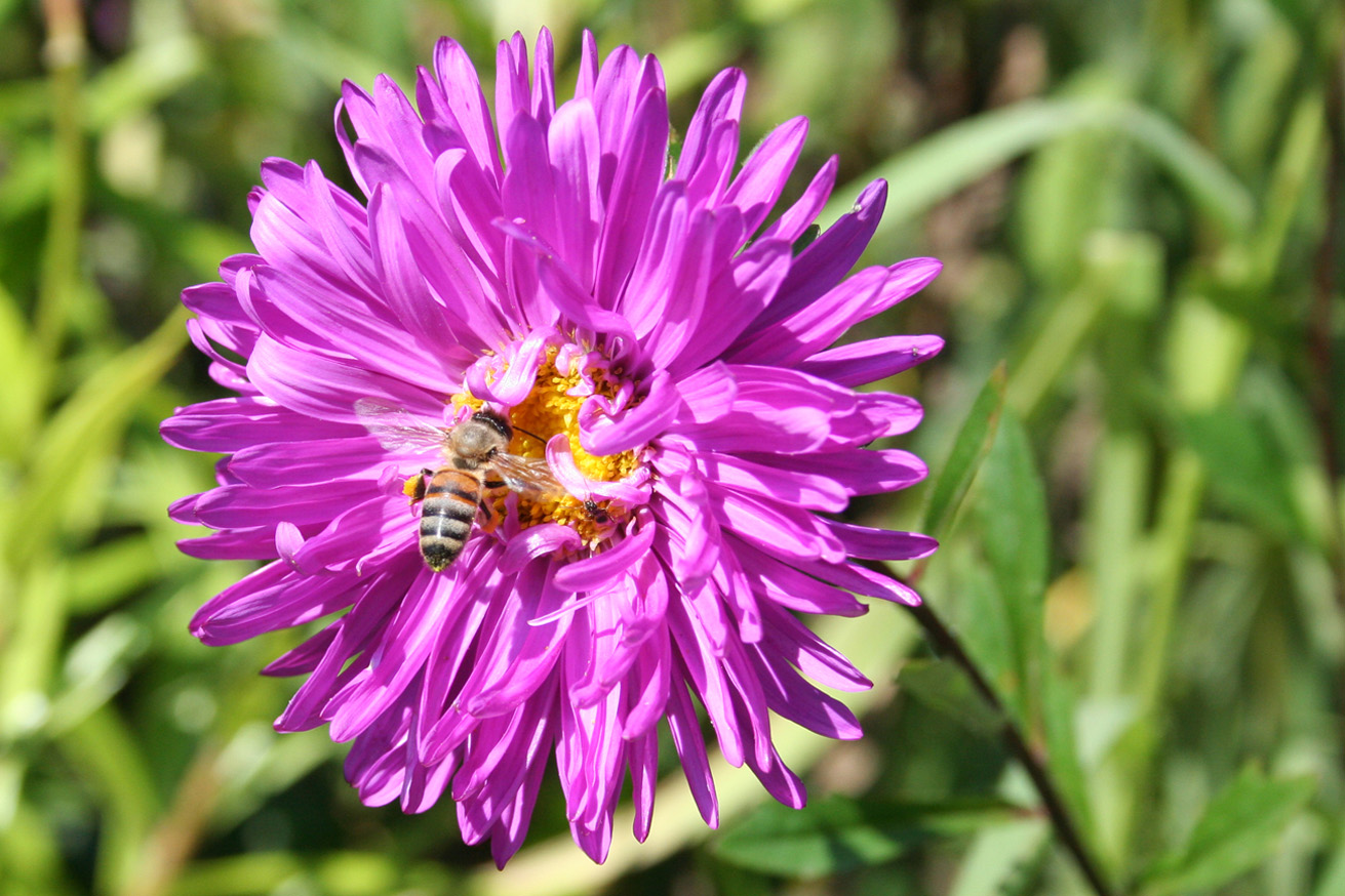 Изображение особи Callistephus chinensis.