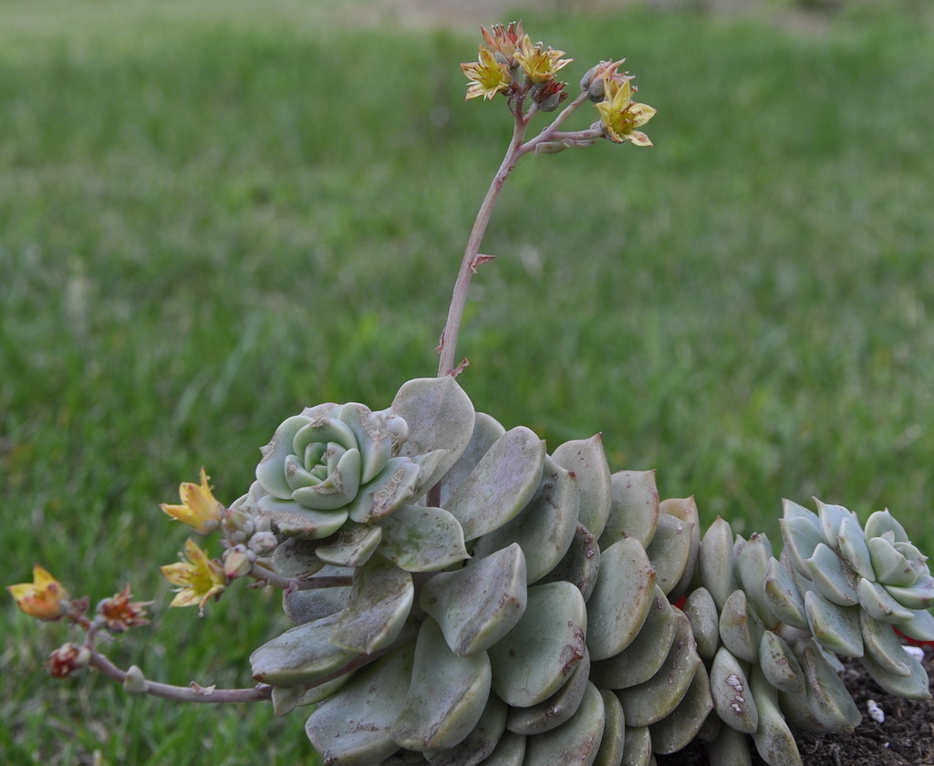 Image of genus &times; Graptoveria specimen.