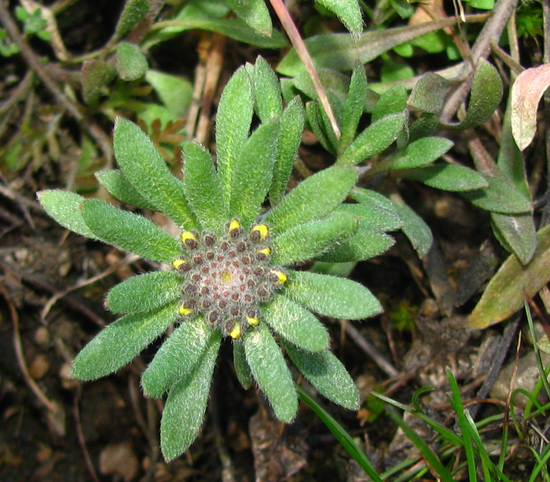 Image of genus Alyssum specimen.