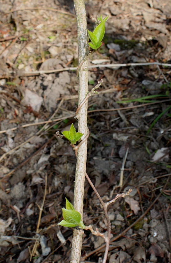 Image of Actinidia melanandra specimen.