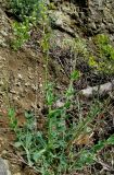 Oberna crispata. Растение с бутонами. Крым, Карадагский заповедник, хребет Карагач, южный склон. 23 апреля 2014 г.
