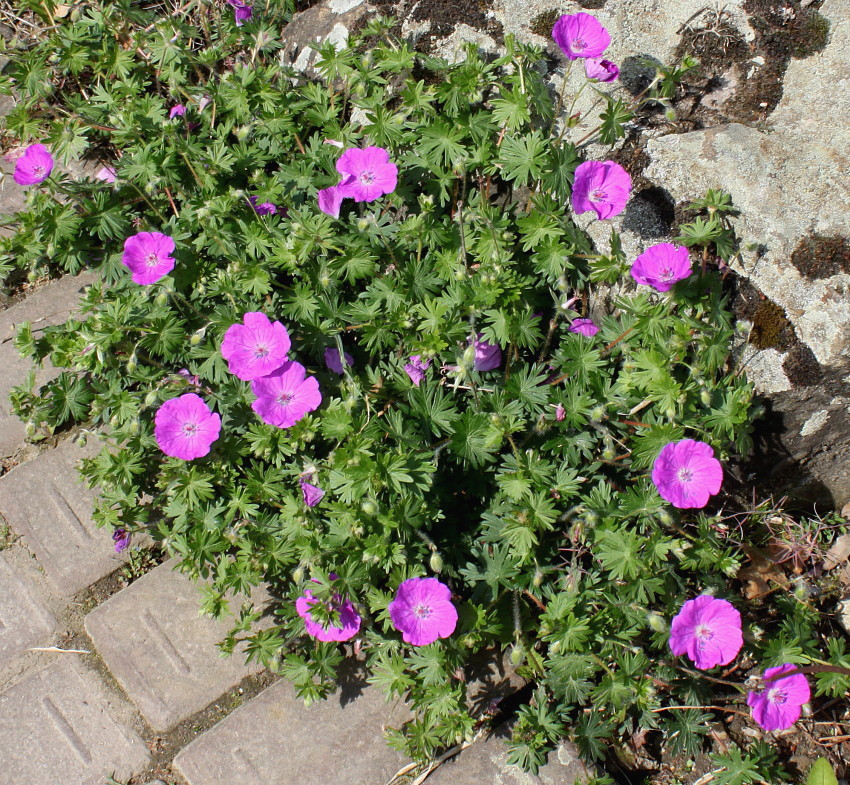 Изображение особи Geranium sanguineum.