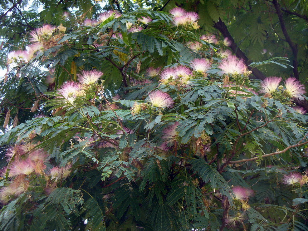 Image of Albizia julibrissin specimen.