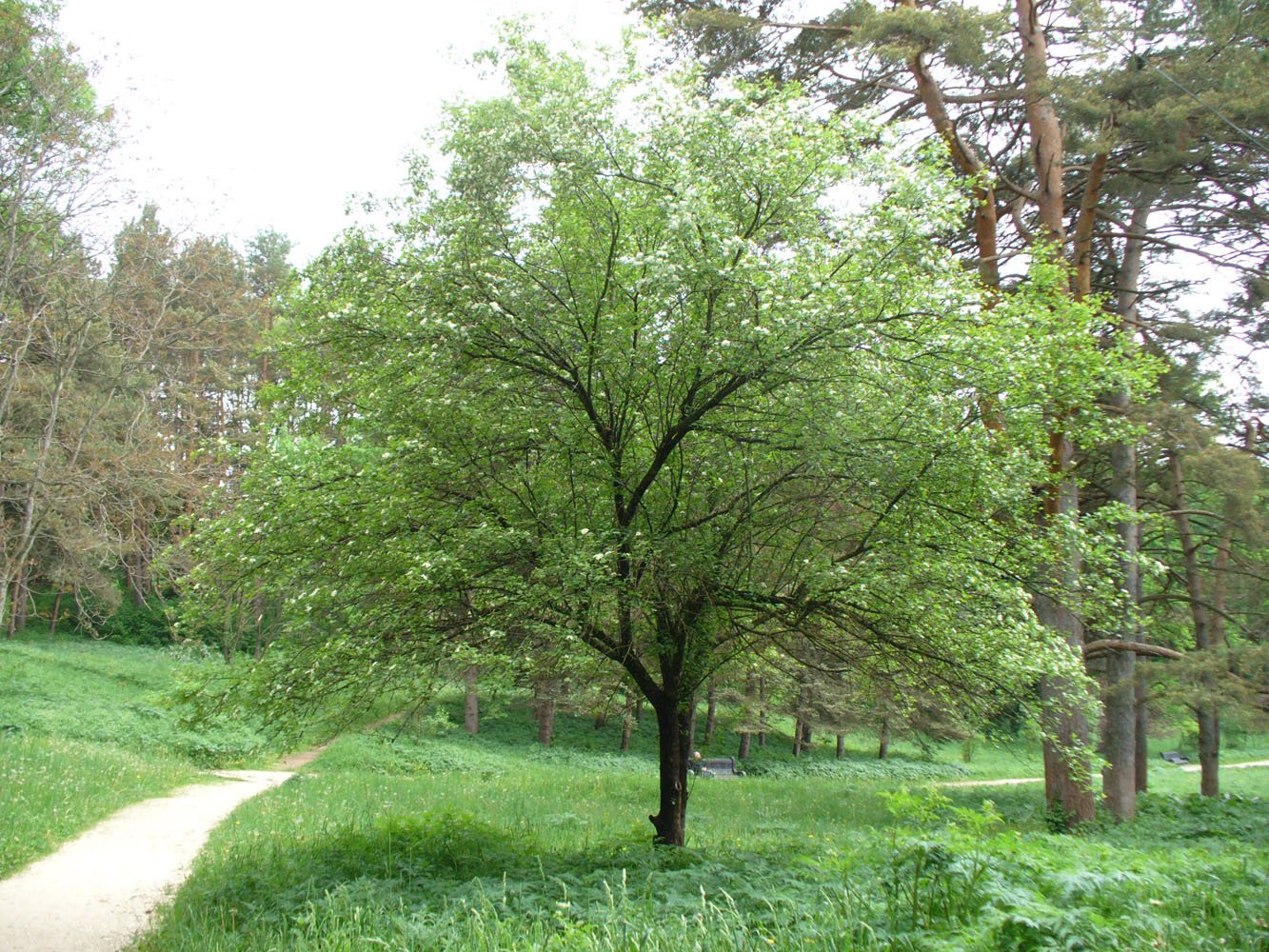 Image of genus Crataegus specimen.