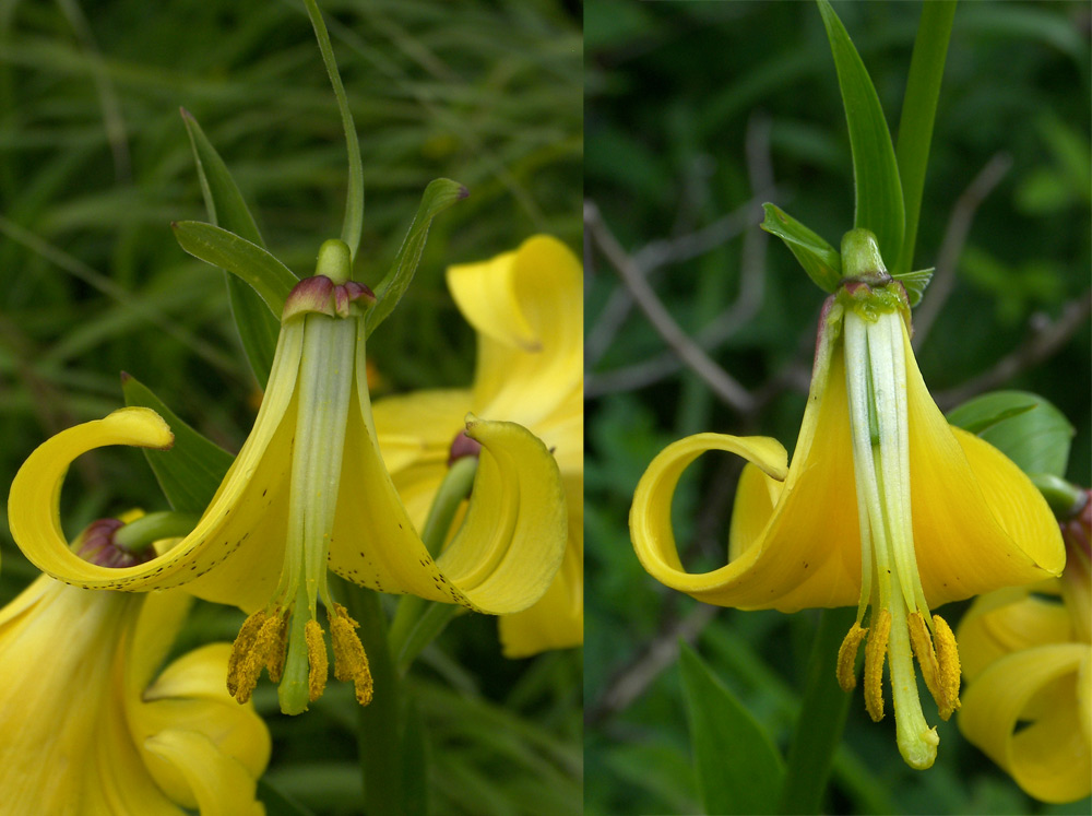 Image of Lilium monadelphum specimen.