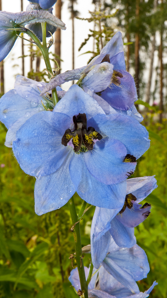 Image of Delphinium elatum specimen.