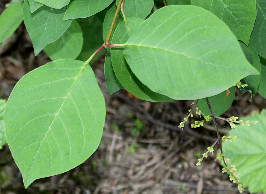 Image of familia Oleaceae specimen.