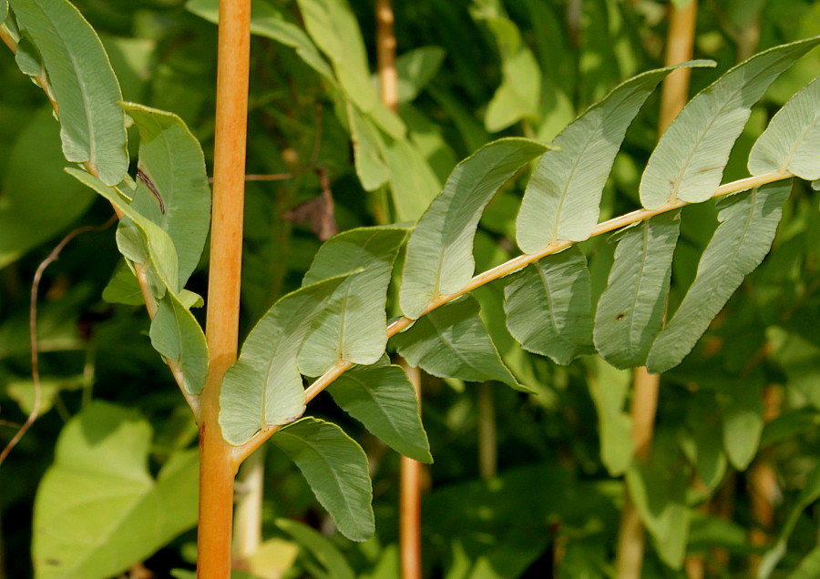 Image of Osmunda regalis specimen.