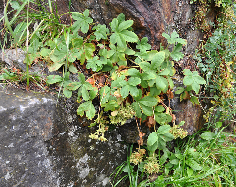 Image of Potentilla brachypetala specimen.