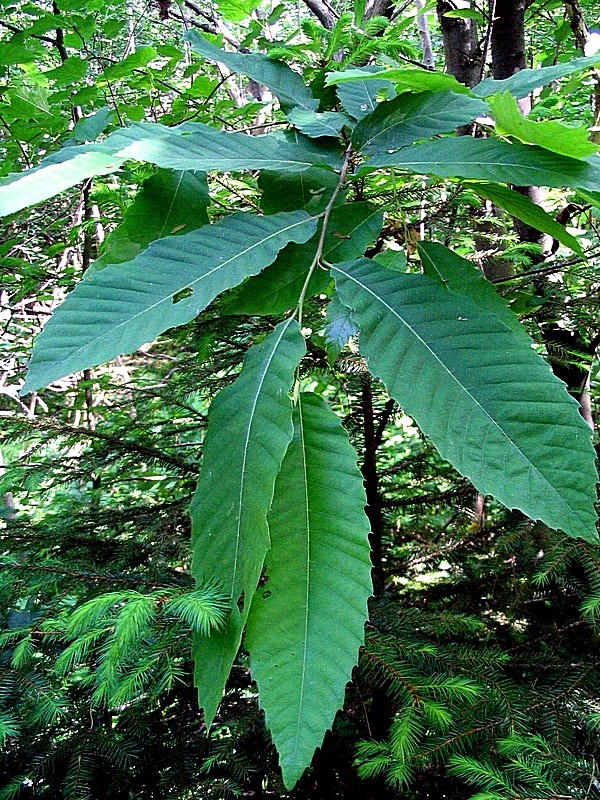 Image of Castanea sativa specimen.