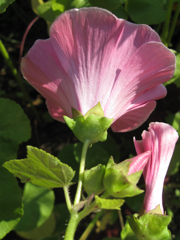 Image of Malva trimestris specimen.