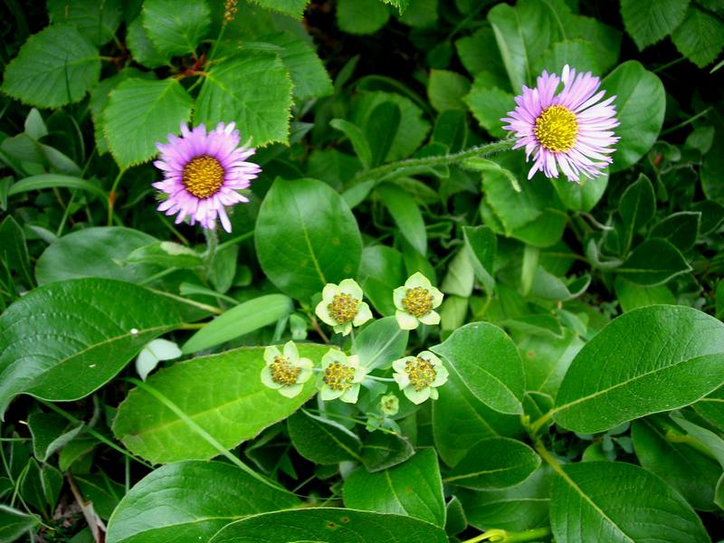 Image of Bupleurum triradiatum specimen.