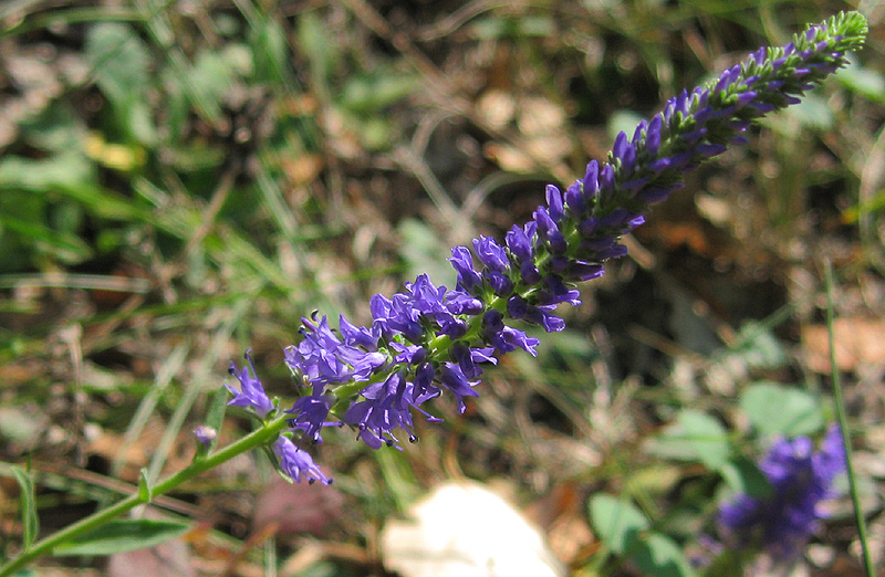 Изображение особи Veronica spicata ssp. bashkiriensis.