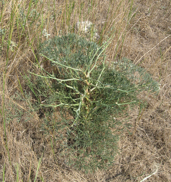 Image of Seseli arenarium specimen.