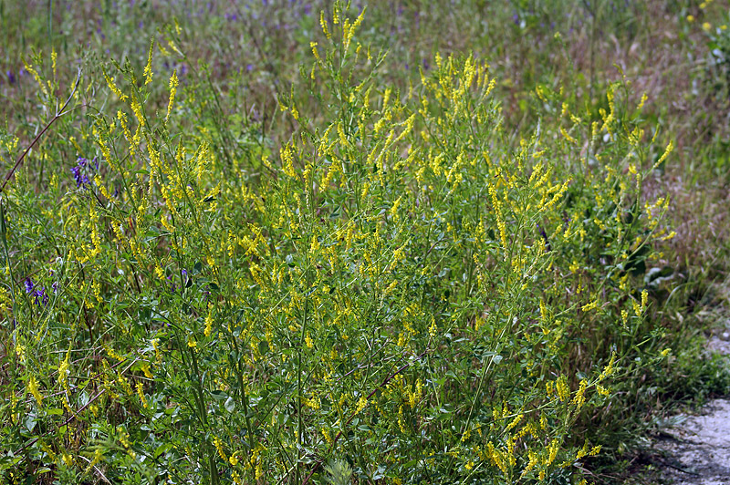 Изображение особи Melilotus officinalis.