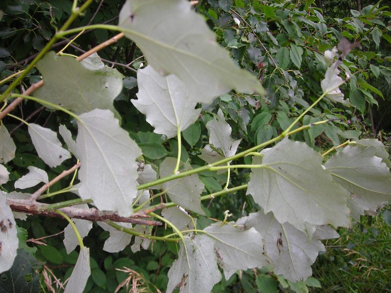 Image of Populus &times; canescens specimen.